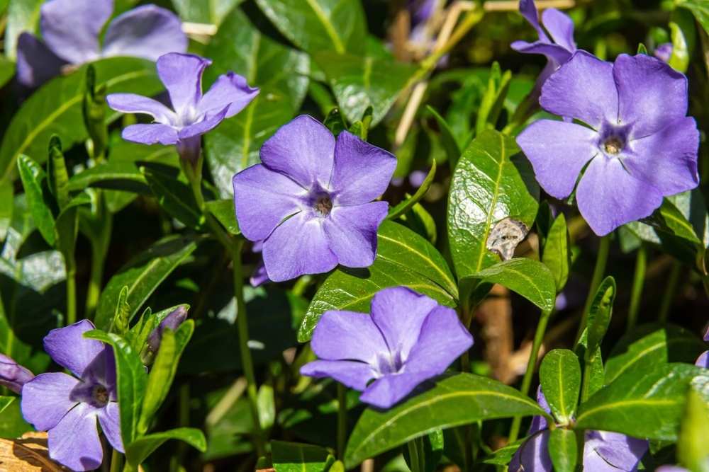 Vinca