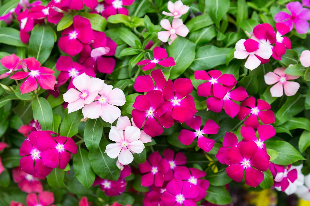 Vincas