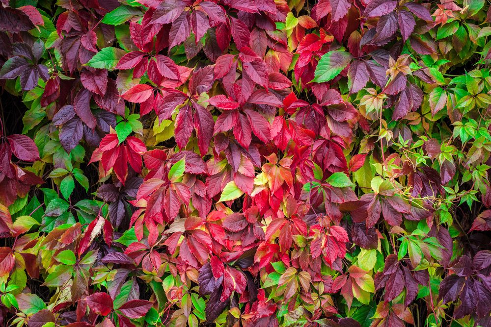 Virginia-Creeper