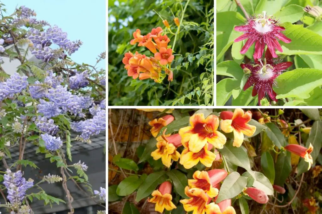 Virginia Flowering Vines