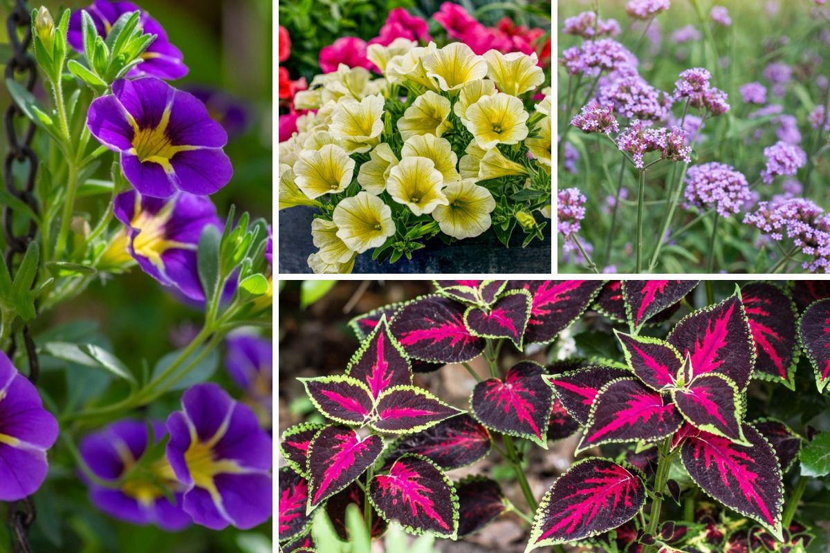 Image of Nemesia companion plant for begonias