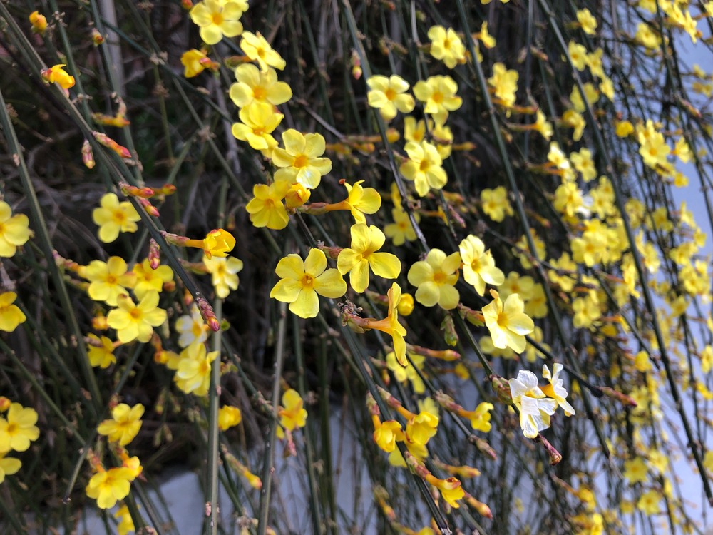 Winter-Jasmine