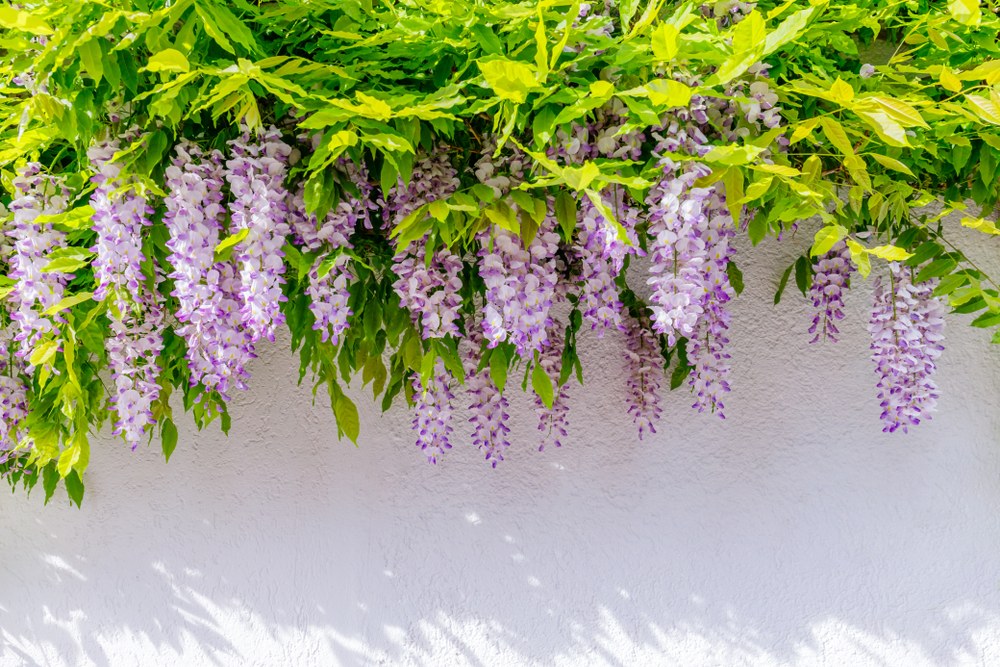 Wisteria-Vine