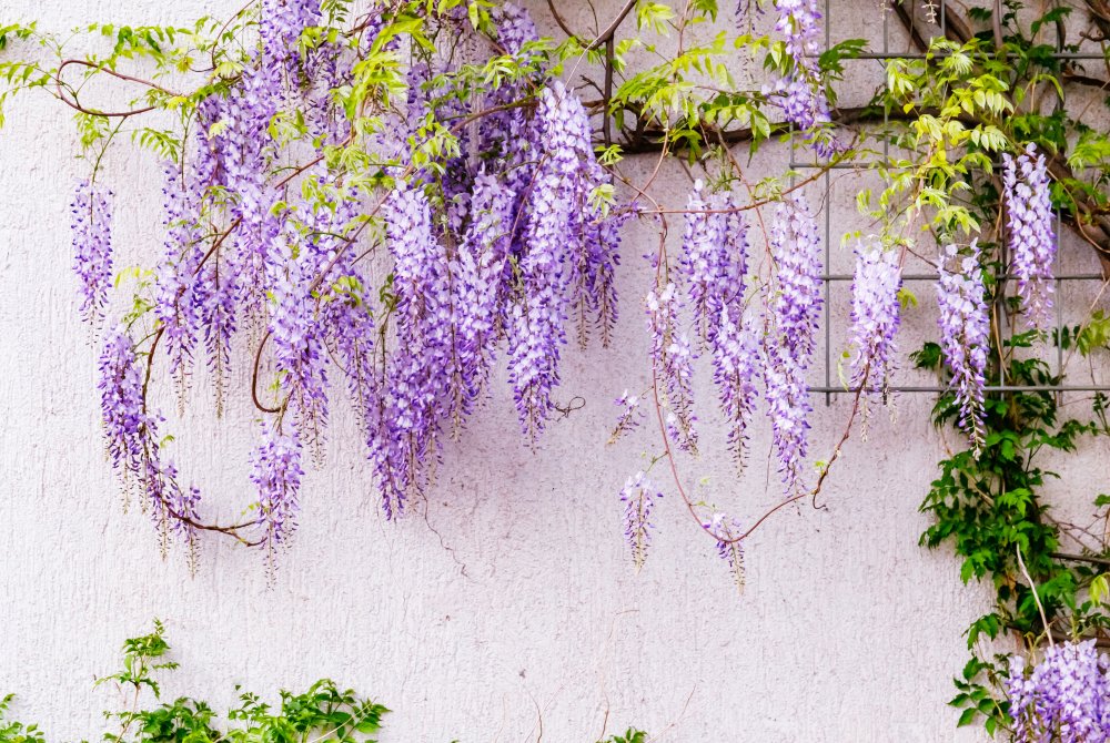 Wisteria