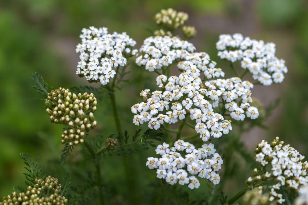 Yarrow