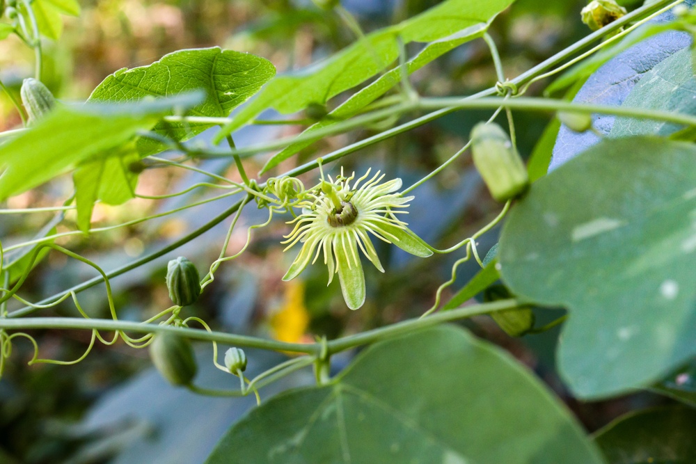 Yellow-Passionflower