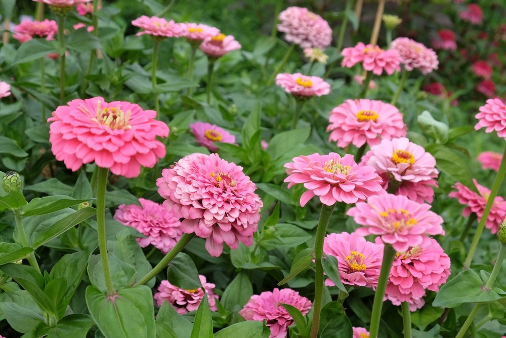 Zinnia