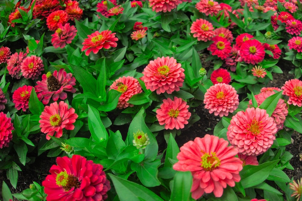 Zinnia