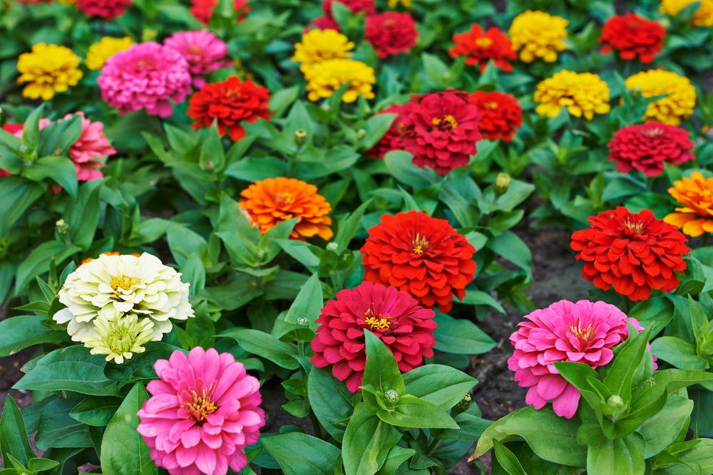 Zinnia 