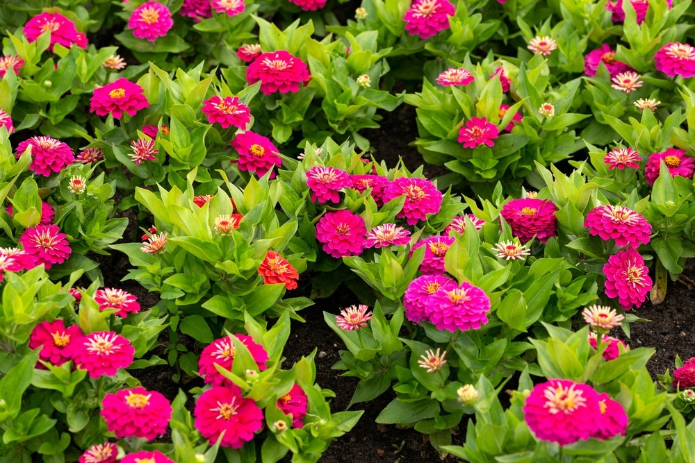 Zinnias