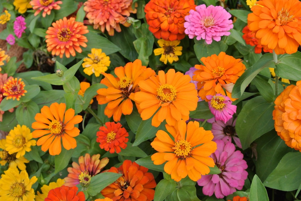 Zinnias