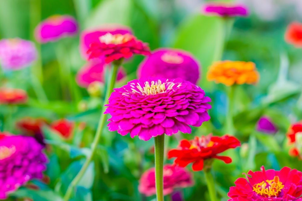 Zinnias