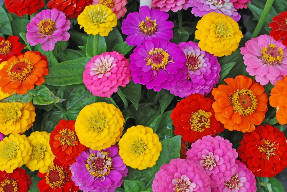 Zinnias