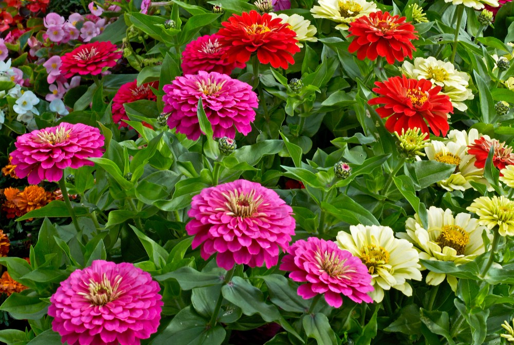 Zinnias