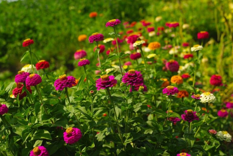 10 BlackEyed Susan Companion Plants Garden Lovers Club