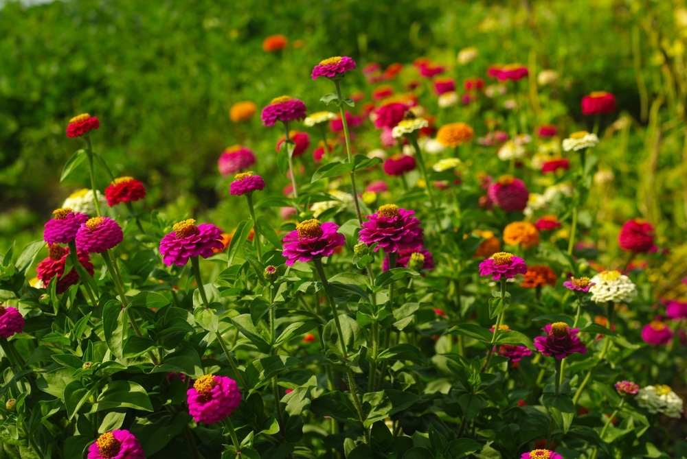 Zinnias