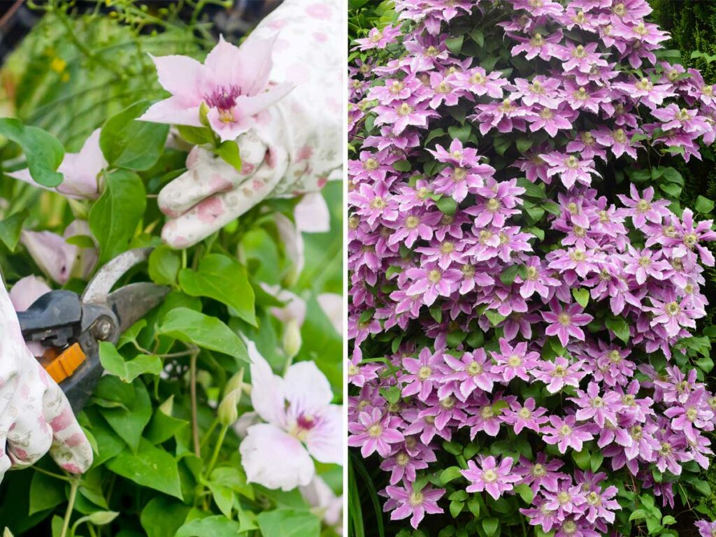 growing clematis cuttings