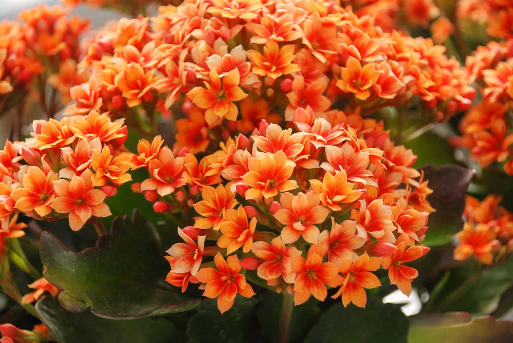 orange kalanchoe