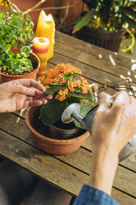 Watering Kalanchoe