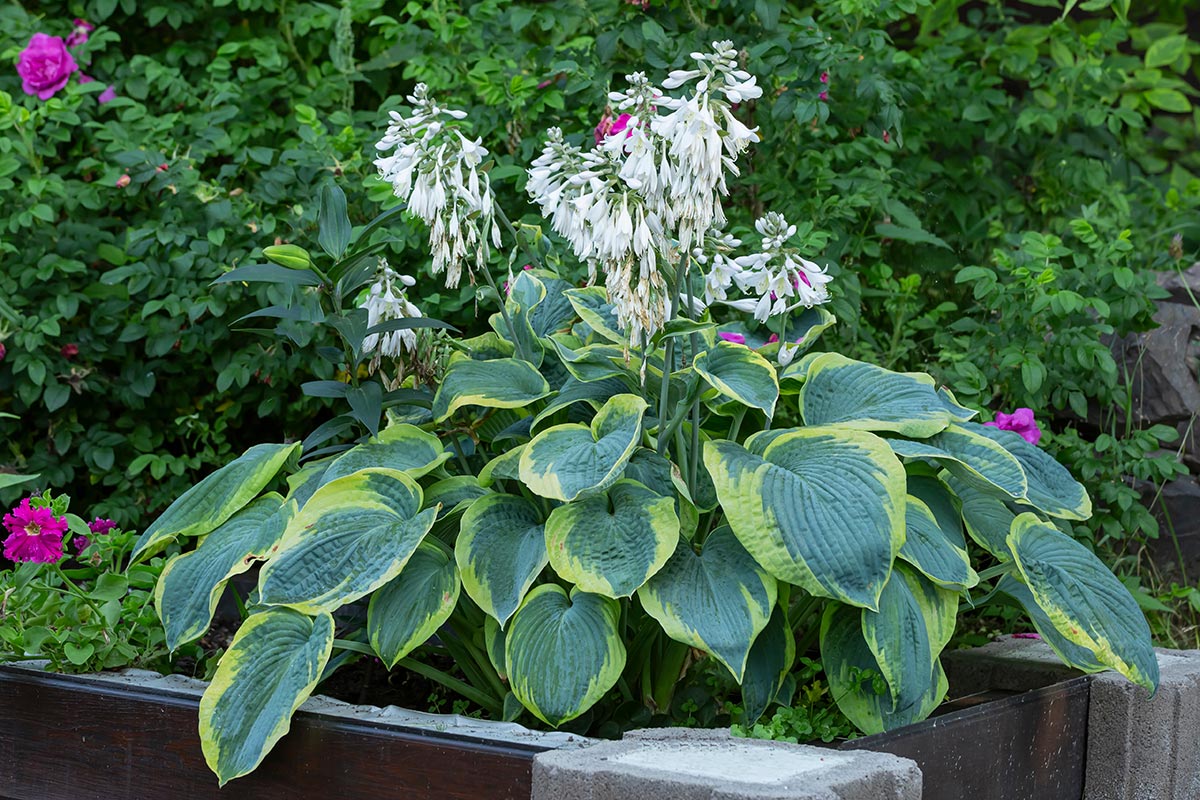 Flowering Hostas