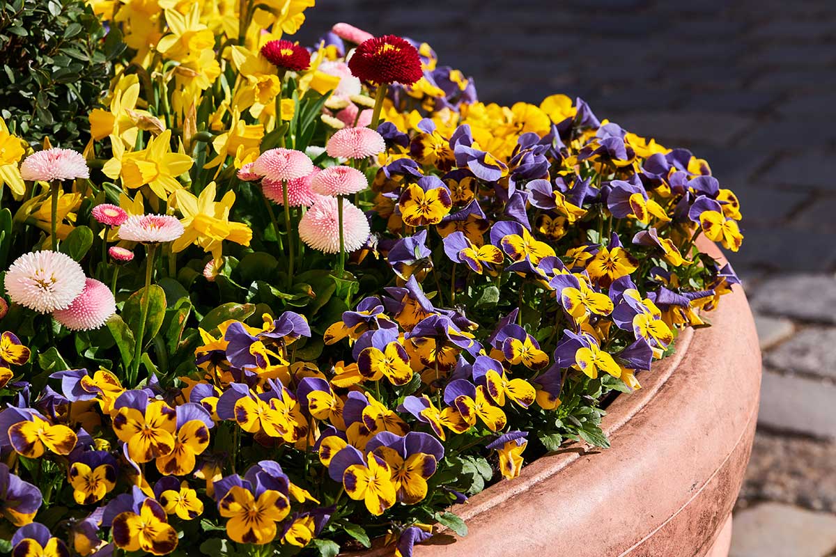 Growing Pansies in Pots