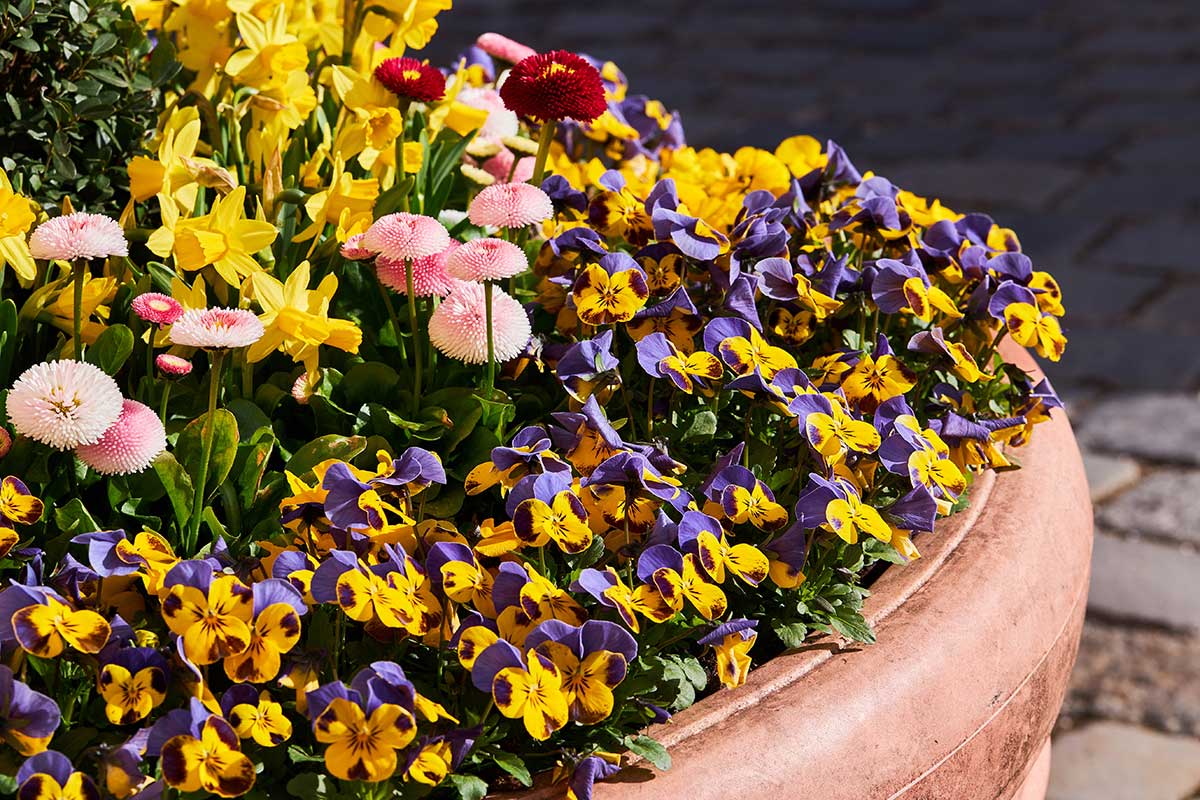 12 Tips for Pansy Perfection in Pots and Containers!