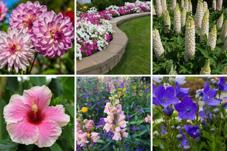 Perennials Archives Garden Lovers Club