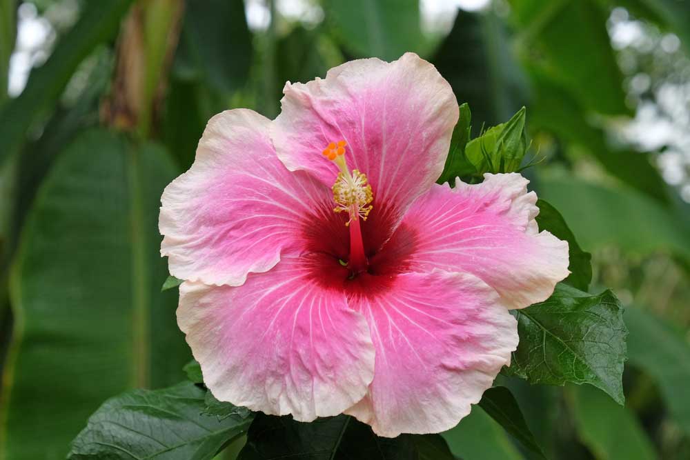 Image of Osmocote Hibiscus Plant Food fertilizer for hibiscus