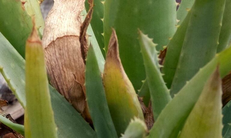 10 Common Problems With Aloe Vera Plants &amp; Their Solutions - Garden ...