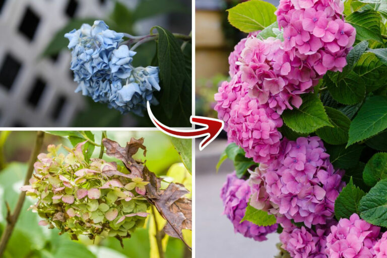 10 Common Problems With Hydrangea Plants Garden Lovers Club