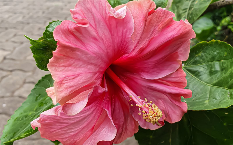 hibiscus closeup