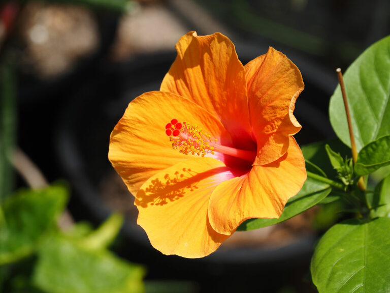 Best Fertilizers For Hibiscus Garden Lovers Club Best Fertilizers For Hibiscus Garden Lovers Club