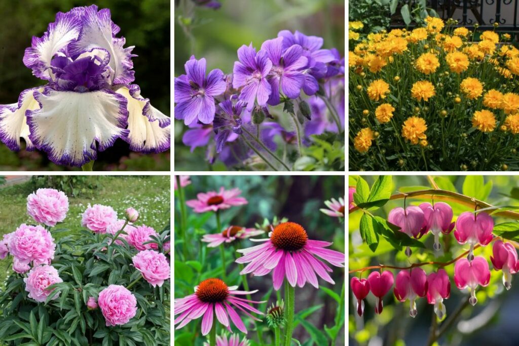 10 Perennial plants to plant in May are extremely beautiful and