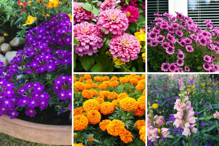 11 Perfect DroughtResistant Annuals Garden Lovers Club