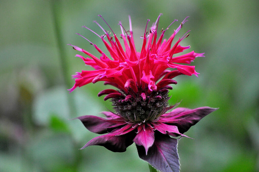 bee balm bloom