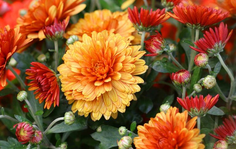 Late August Fall 10 Fall-Blooming Flowers to Plant in Late Summer - Garden Lovers Club