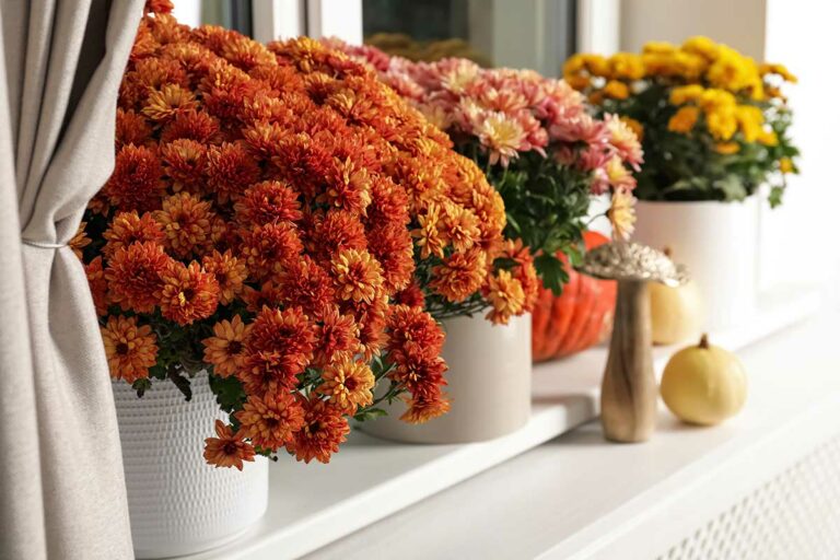 Getting Mums to Bloom Again? Garden Lovers Club