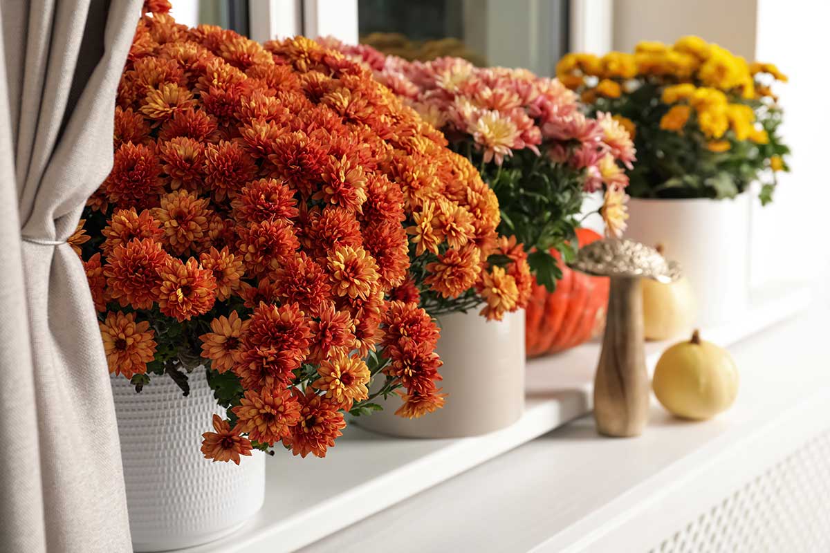 Getting Mums to Bloom Again? Garden Lovers Club