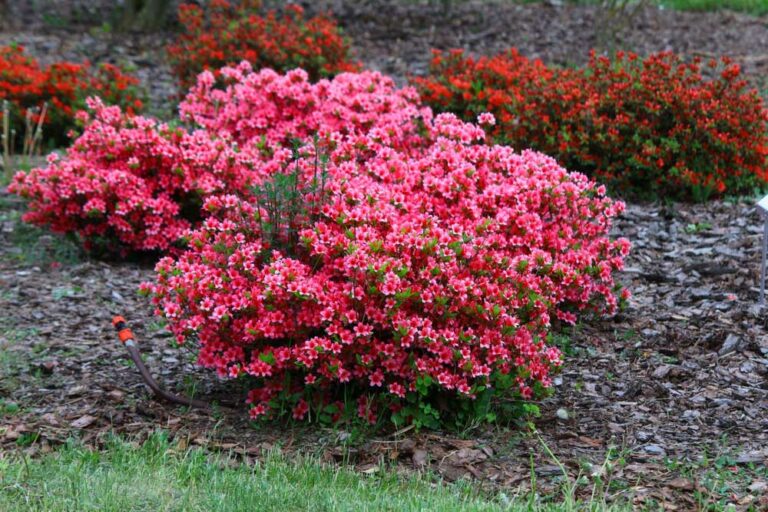 10 Shrubs You May Not Want to Cut Back in the Fall - Garden Lovers Club