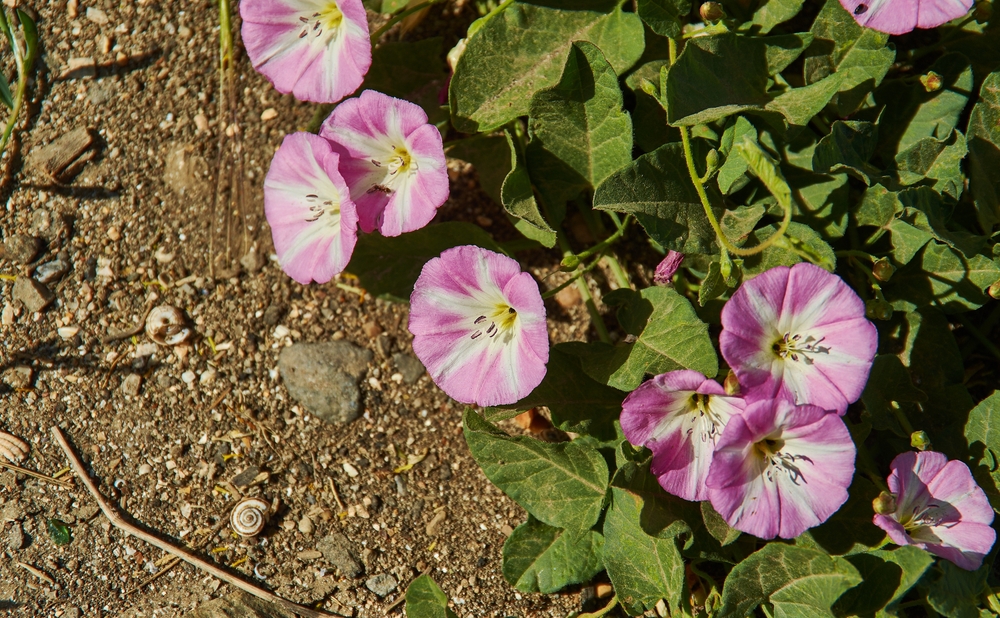 Bindweed