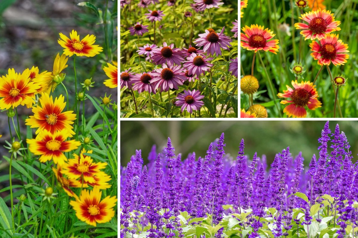 10-Heat-Tolerant-Perennials