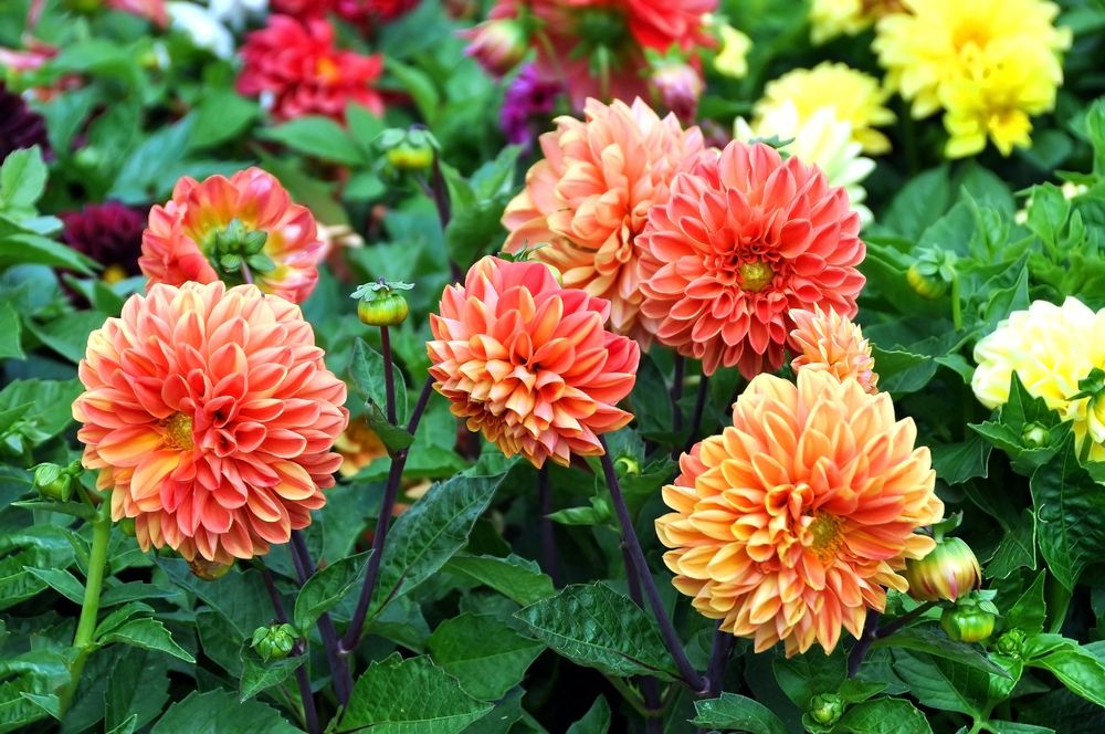 Dahlia-Flowers