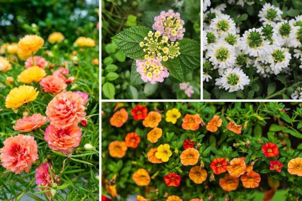 Heat-Tolerant-Annuals-for-Hanging-Baskets