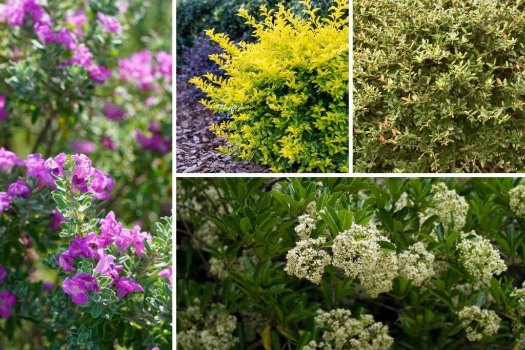 Heat-Tolerant-Evergreen-Shrubs