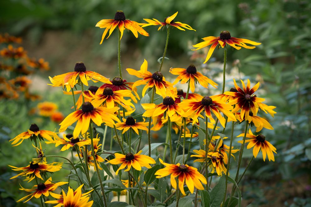 Rudbeckia-Plant