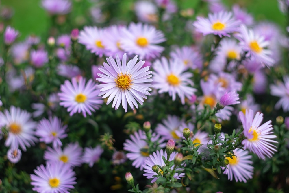 Asters-Flowers