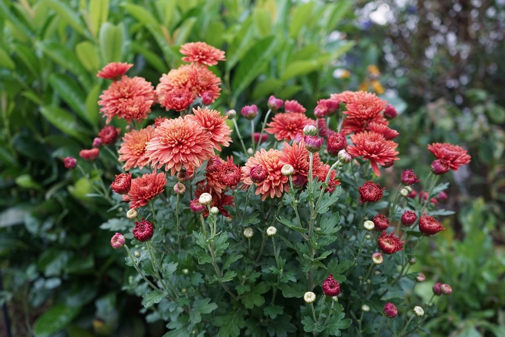 Chrysanthemums-Hardy-Orange