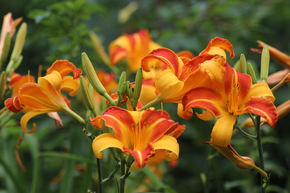 Daylilies-Flowers