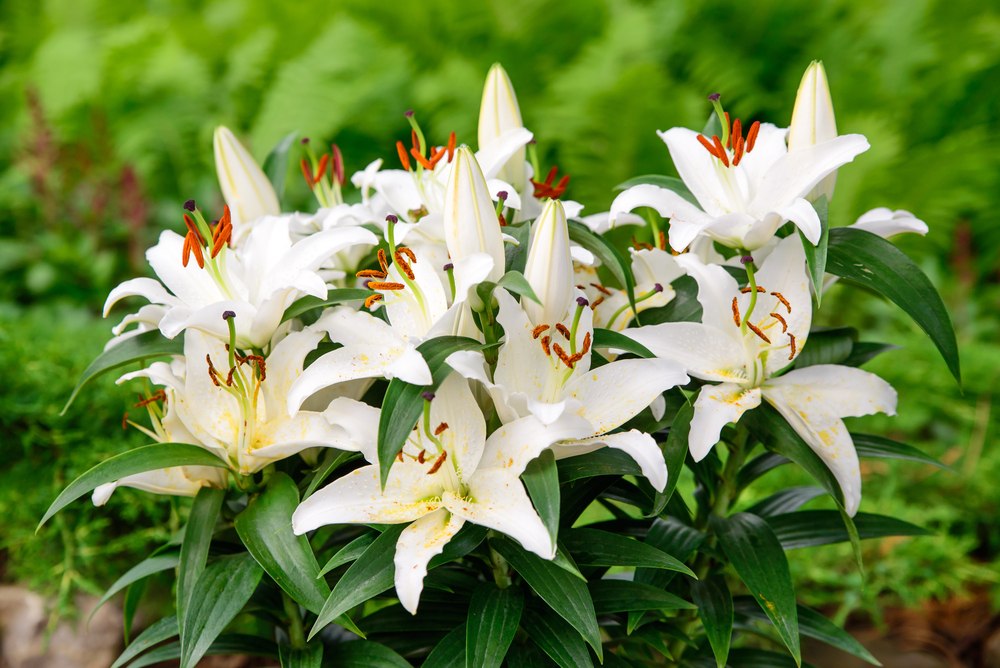 Easter-Lilies