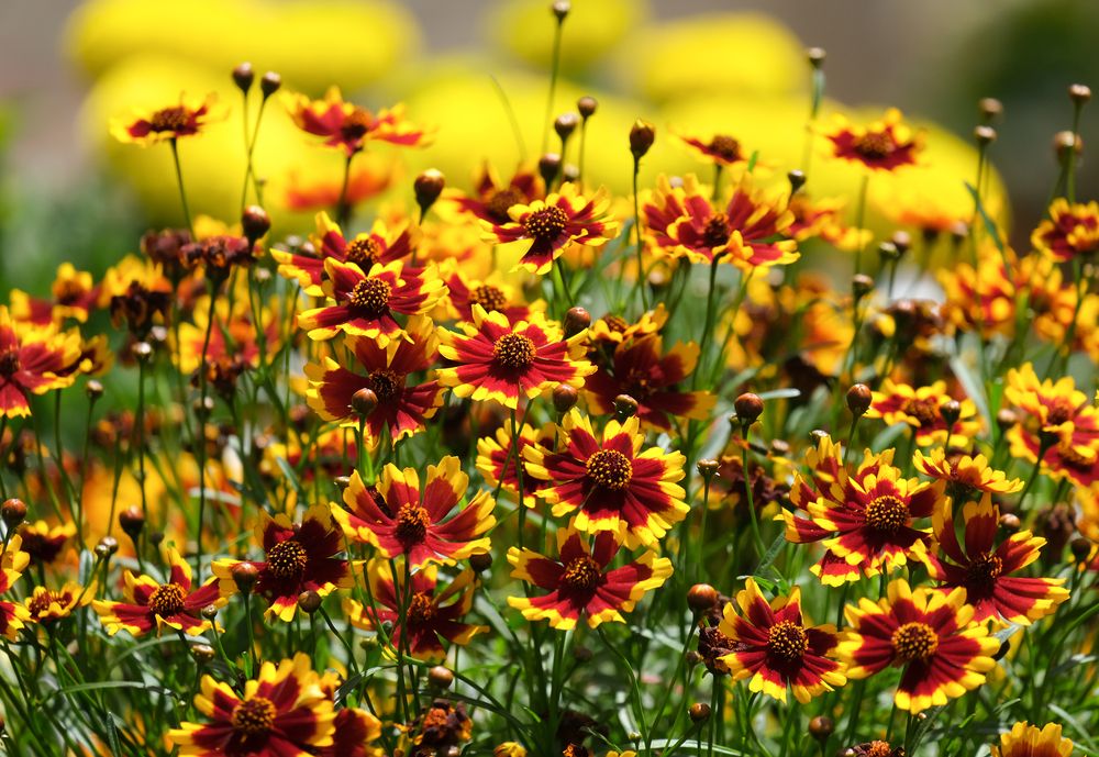 Flowering-Coreopsis